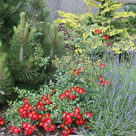 Pension-eula 3* 보르나